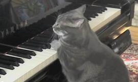 Internet cat sensation Nora draws composer to Philly from Europe