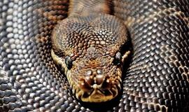 JAV Floridos valstijoje pagautas milžiniškas pitonas