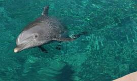 Kada išmoksime kalbėti gyvūnų kalba?