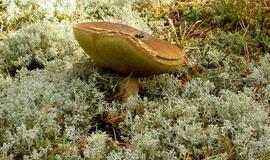 Lėtinės neinfekcinės ligos - rimta grėsmė žmogaus išlikimui