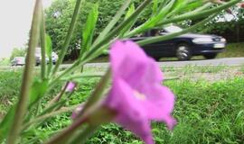 Paklydusios merginos iš Rusijos pateko į avariją