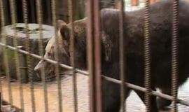 A bear has been confiscated from a Lithuanian businesswoman