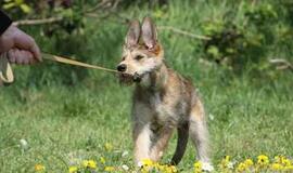 Keturkojis turistas arba kaip keliauti saugiai su gyvūnu