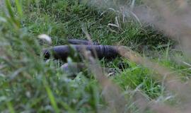 Iš Minijos ištraukė sprogmenis