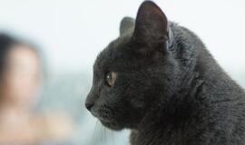 Už šunų ir kačių laikymą kol kas mokėti nereikės