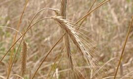 Ar „4 mln. tonų“ stebuklas padės Lietuvai?