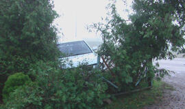 Įmantriame posūkyje jauna mama vartė tujas