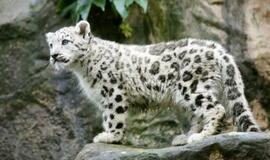 Mielos gyvūnų jauniklių nuotraukos didina darbo produktyvumą