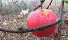 Įmantriame posūkyje jauna mama vartė tujas