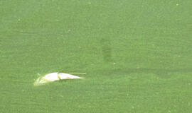 Skalbdami rūbus pagalvokime apie žuvis