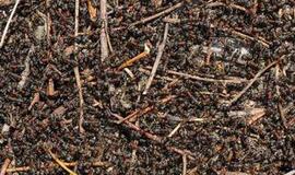 Už liudijimą policijai - sėdėjimas skruzdėlyne