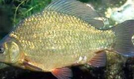 Klaipėdos žvejų laimikis - sidabrašoniai karosai