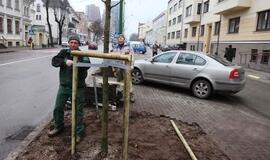 Liepų gatvėje sodinamos naujos liepaitės