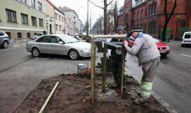 Liepų gatvėje sodinamos naujos liepaitės
