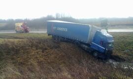 Vilkikas purvyne mirko beveik 2 paras