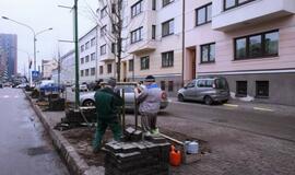 Liepų gatvėje sodinamos naujos liepaitės