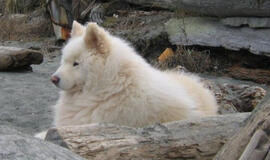 Kinijos gyventojas giriasi auginantis šunį matematiką