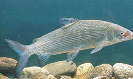 Sparčiai nykstantys sykai žvejybos pramonei nerūpi