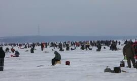 Stintų žvejyba ant Kuršių narių ledo