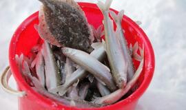 Stintų žvejyba ant Kuršių narių ledo