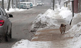 Termometras rodys pliusinę temperatūrą