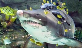 Auksinės žuvelės tampa rykliais