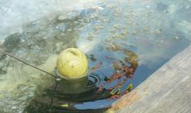 Stintapūkio šventė