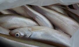 Stintapūkio šventė