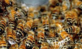 Lietuvoje bus siekiama stabdyti bičių nykimą