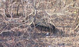 Svečius skolintu automobiliu vežiojęs jaunuolis - ligoninėje