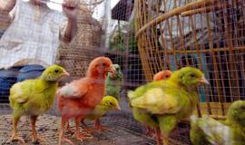 Kinijoje - naujo tipo paukščių gripas