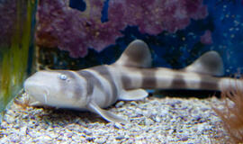 Lietuvos Jūrų muziejuje apsigyveno rykliukas