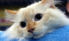 Maskvoje vėl veikia kačių teatras