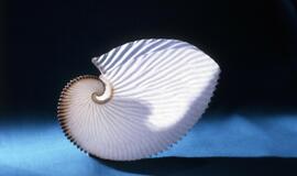 Lietuvos Jūrų muziejuje apsigyveno rykliukas