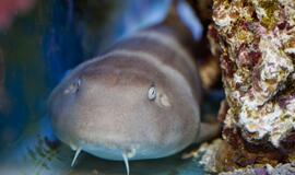 Lietuvos Jūrų muziejuje apsigyveno rykliukas