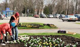 Kretingoje - tūkstančiai našlaičių žiedų