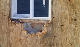 Aliaska: kur gyvena baltosios meškos