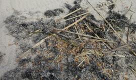 Gintaro lietus Palangoje atnešė ir naują šalies čempioną