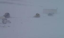 Aliaska: kur gyvena baltosios meškos