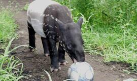 Tapyras Baru: Čempionų lygą laimės Dortmundo "Borussia"!