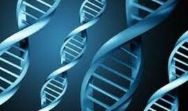 Paskutinis taškas: žmogaus genų nebegalima patentuoti