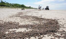 Iš paplūdimių šalinami karkvabaliai