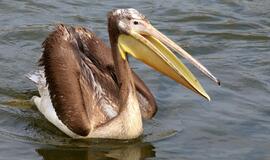 Jūrų muziejuje - egzotiškieji pelikanai