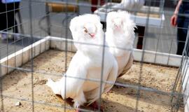 Išrinktas gražiausias karvelis