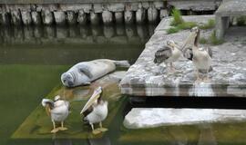 Jūrų muziejuje - egzotiškieji pelikanai