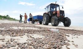 Iš paplūdimių šalinami karkvabaliai