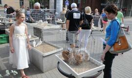 Išrinktas gražiausias karvelis