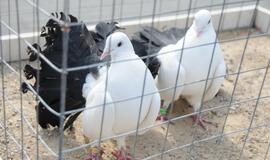 Išrinktas gražiausias karvelis