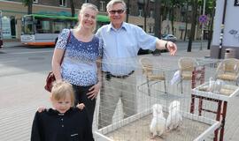 Išrinktas gražiausias karvelis