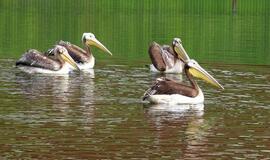 Jūrų muziejuje - egzotiškieji pelikanai